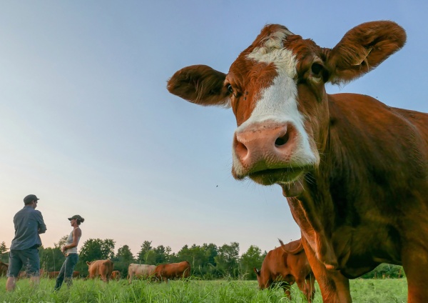 <p>Farm-to-Table App Aims to Connect Chefs, Farmers, Butchers, and Vintners</p><p style="font-size:12px"> Now arriving, an app that brings food from farms to Montreal restaurant tables.  </p><p style="font-size:11px"> Fortune, April 2019</p>